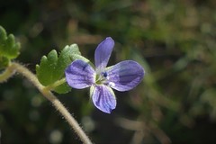 Veronica praecox