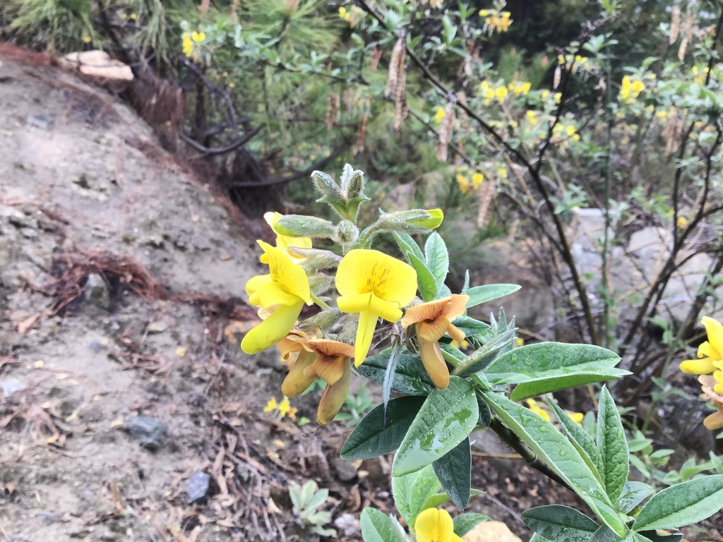 Piptanthus nepalensis; photograph (c) 王天明, some rights reserved (CC BY)