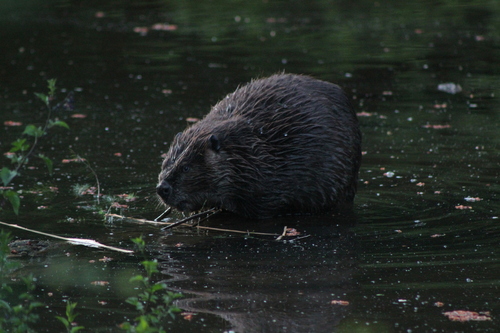animal observation 4