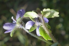 Veronica praecox