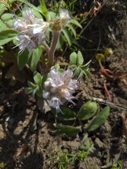 Hydrophyllum capitatum thompsonii