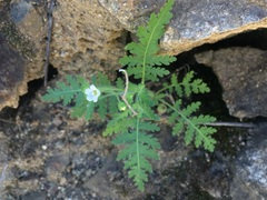 Nemophila