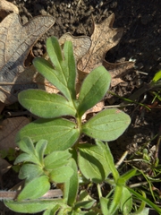 Hydrophyllum capitatum thompsonii