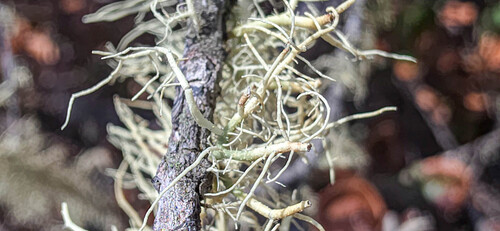 Usnea, 2026-04-29