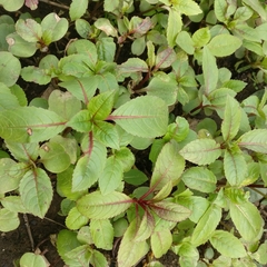 Impatiens glandulifera