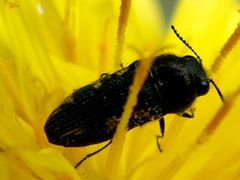 Acmaeodera