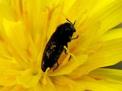Acmaeodera