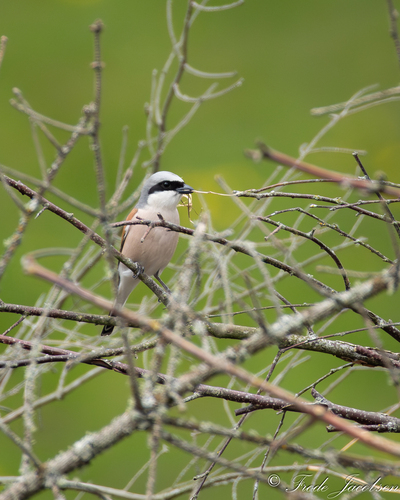 Red-backed Shrike