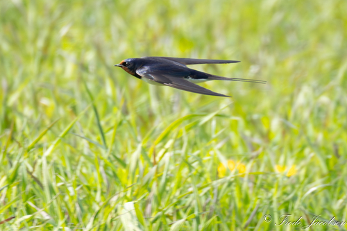 White-bellied Barn Swallow