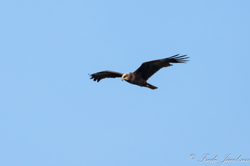 Eurasian Marsh Harrier