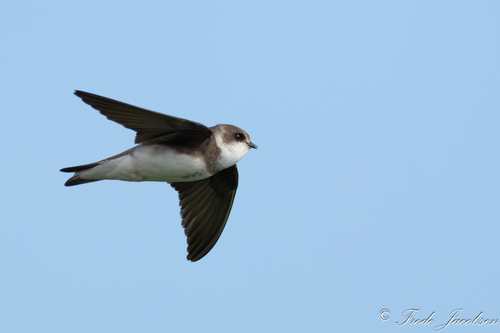 Bank Swallow