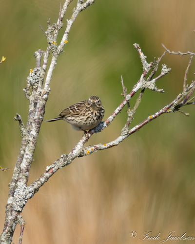 Meadow Pipit