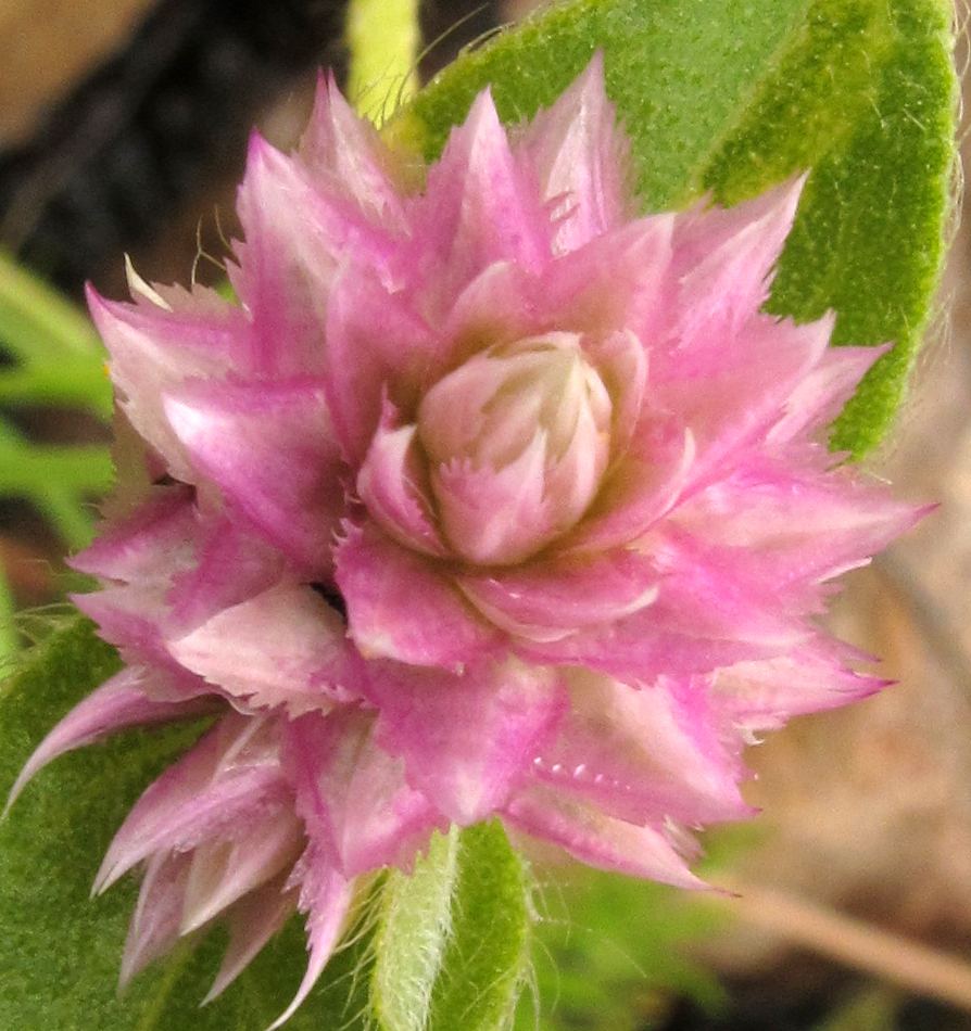 Gomphrena nitida