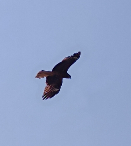 Black-eared Kite