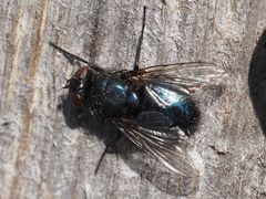 Protophormia terraenovae