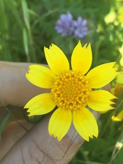 Monolopia lanceolata