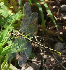 Phanogomphus militaris