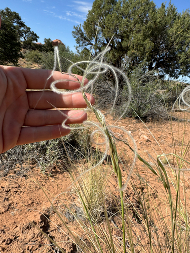 Hesperostipa neomexicana, photograph 3