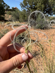 Hesperostipa neomexicana, photograph (c) Parker James Lloyd, some rights reserved (CC BY)