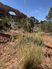 Hesperostipa neomexicana