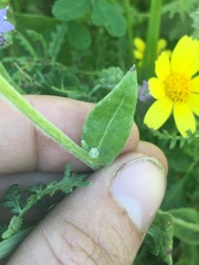 Monolopia lanceolata