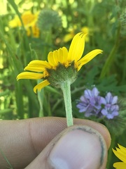 Monolopia lanceolata