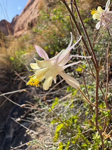 Aquilegia micrantha