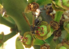 Leucospidae