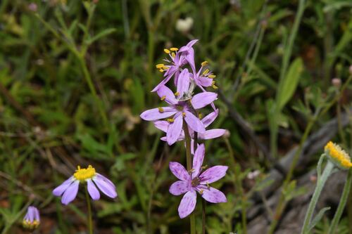 Wurmbea flavanthera (Wurmbea flavanthera)