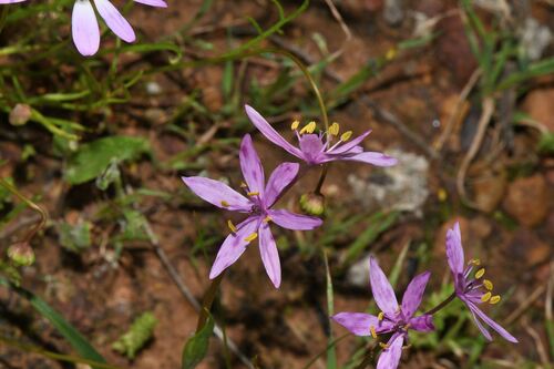 Wurmbea flavanthera (Wurmbea flavanthera)