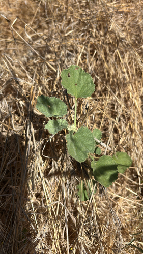 iNaturalist observation photo of alkali mallow