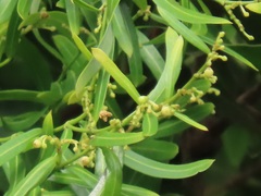 Secamone filiformis