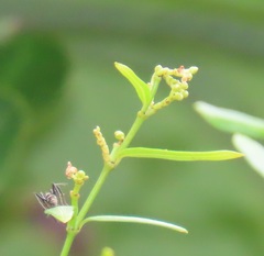 Secamone filiformis