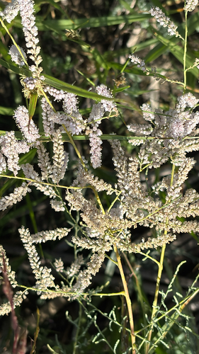 iNaturalist observation photo of Tamarisks