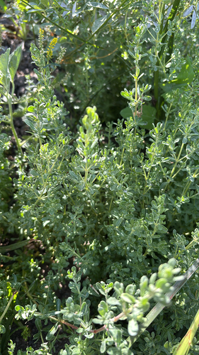 iNaturalist observation photo of Dicots