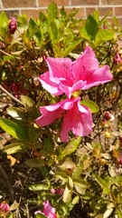 Rhododendron simsii