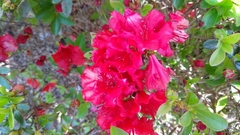 Rhododendron simsii