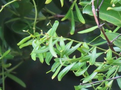 Secamone filiformis