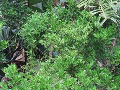 Secamone filiformis