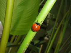 Aegithus clavicornis