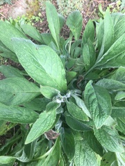 Pentaglottis sempervirens