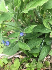 Pentaglottis sempervirens