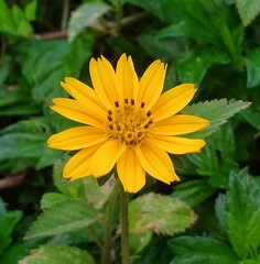 Sphagneticola calendulacea