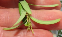Secamone filiformis
