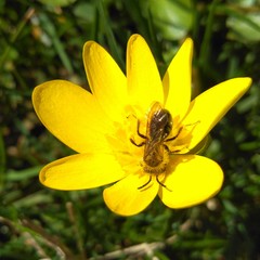 Andrena dunningi