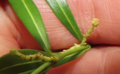 Secamone filiformis