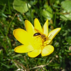 Andrena dunningi
