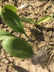 Erythronium albidum