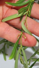 Secamone filiformis