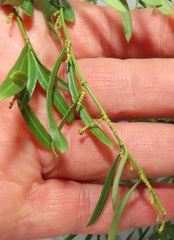 Secamone filiformis